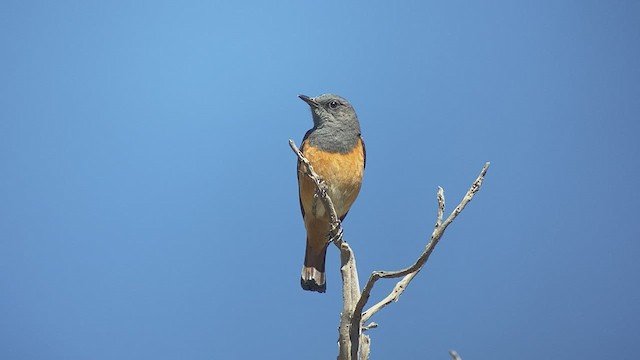 Little Rock-Thrush - ML432834871