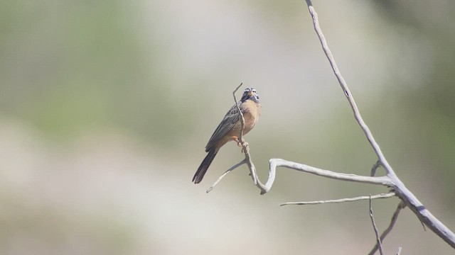 Cinnamon-breasted Bunting - ML432834931