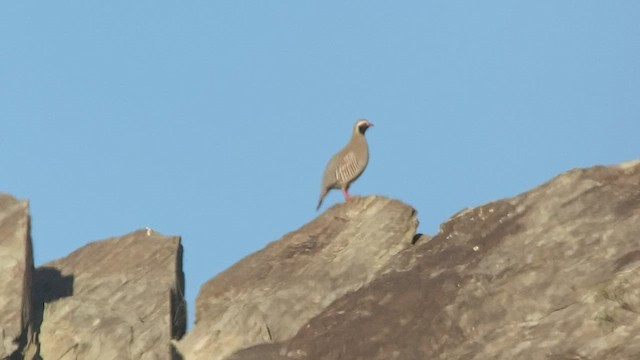 Philby's Partridge - ML432834951