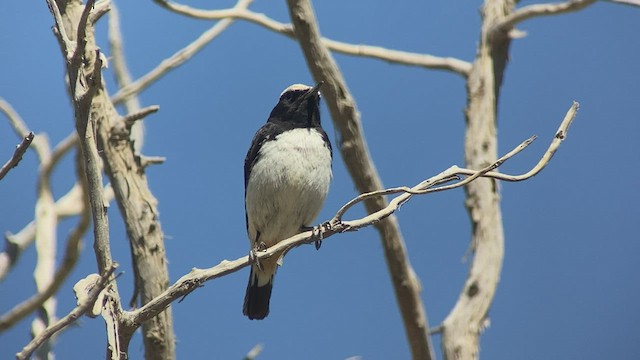 アラビアサバクヒタキ - ML432834971