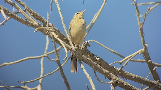 ハシナガビンズイ - ML432835001