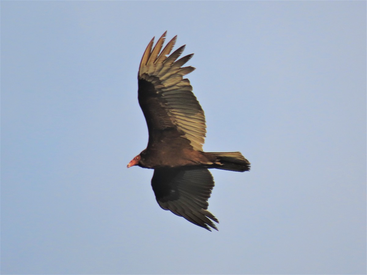 Turkey Vulture (Northern) - ML432835321