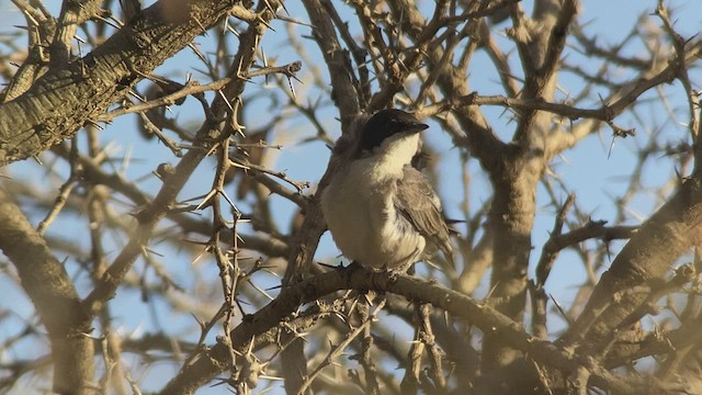 Arabian Warbler - ML432835611