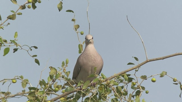 Горлиця мавританська - ML432836461