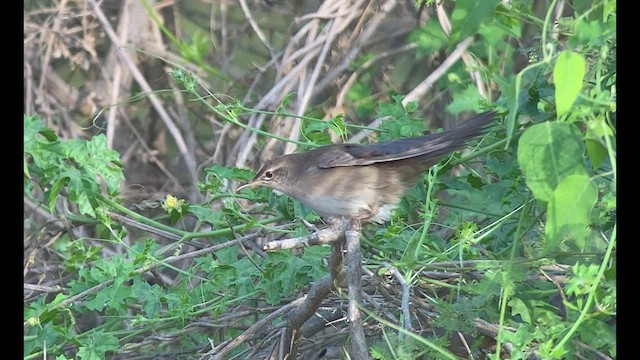 Savi's Warbler - ML432836581