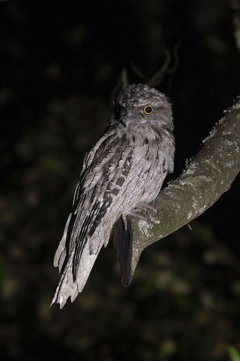 Tawny Frogmouth - ML432837371