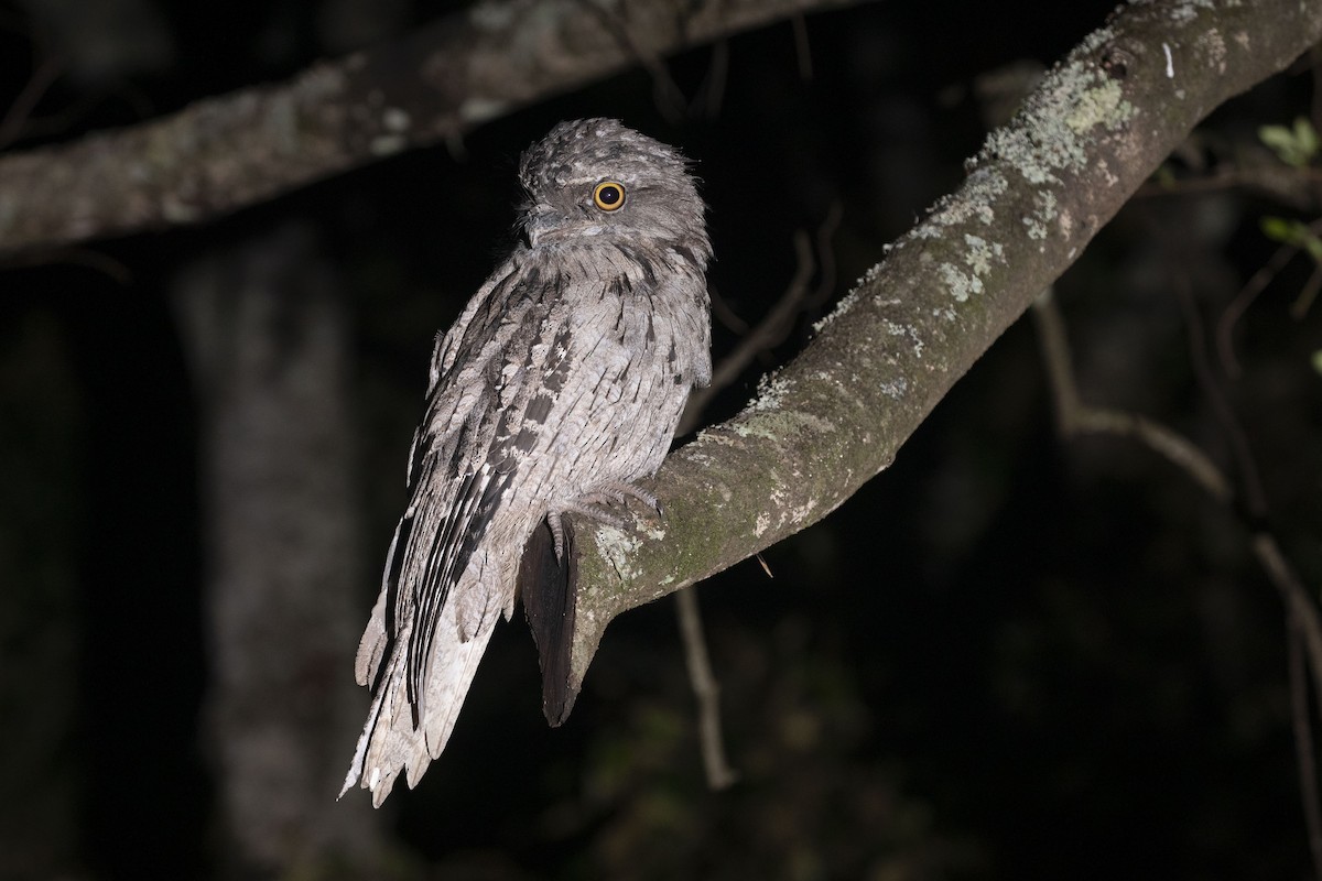 Tawny Frogmouth - Isaac Clarey