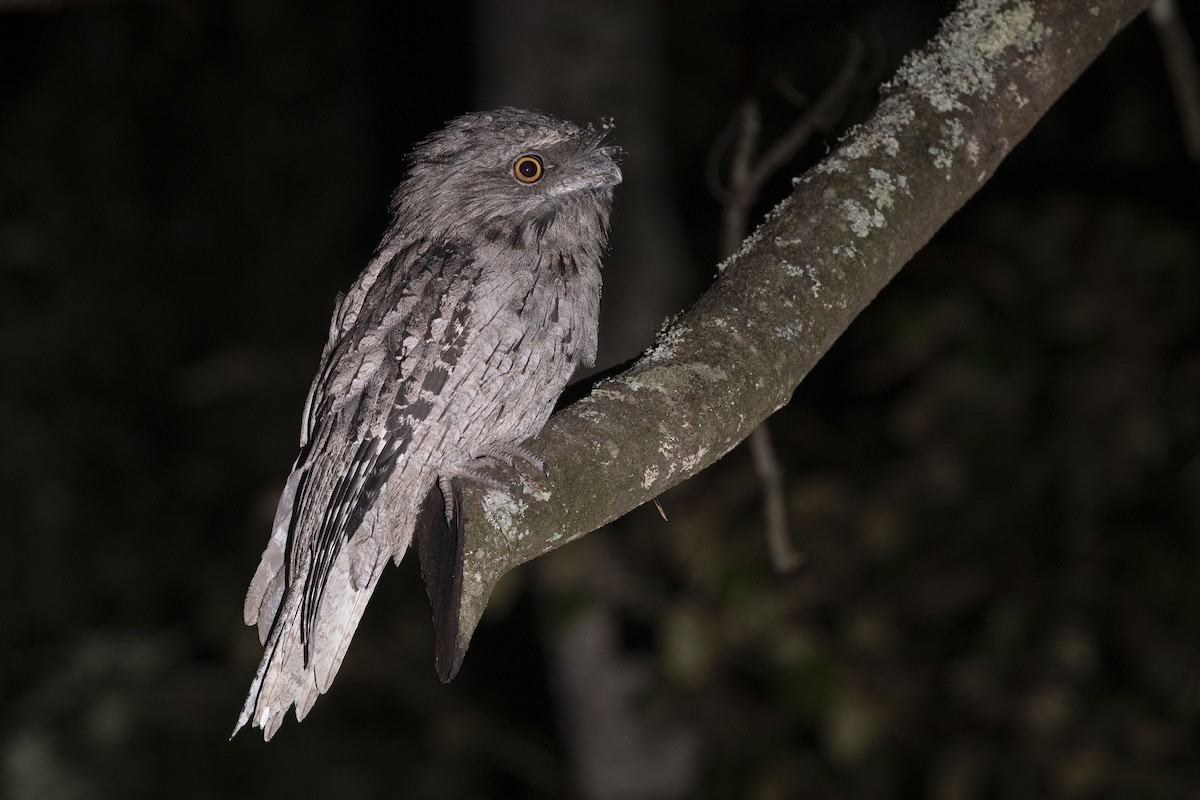 Tawny Frogmouth - ML432837391