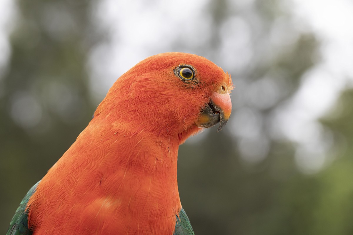 キンショウジョウインコ - ML432837441