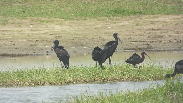 African Openbill - ML432837451