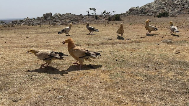 רחם מדברי - ML432837991