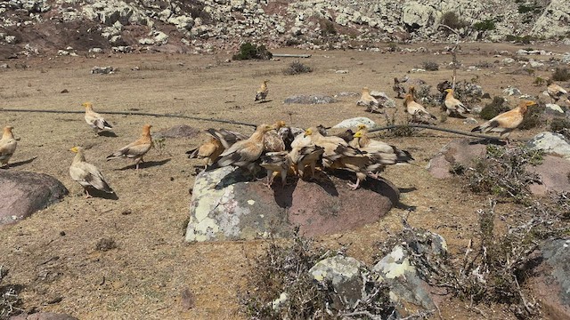 Egyptian Vulture - ML432838021