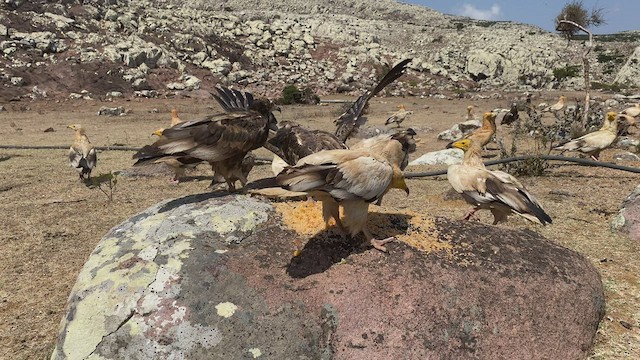 Egyptian Vulture - ML432838031