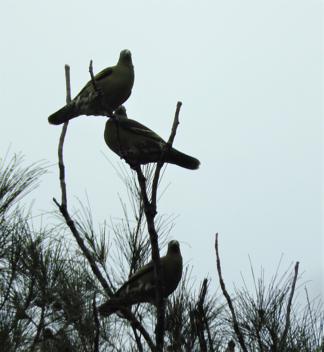 Gray-cheeked Green-Pigeon - ML432839111