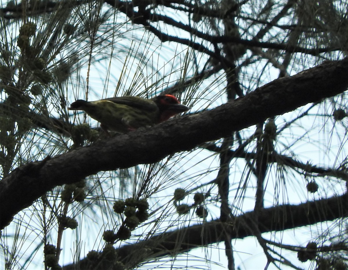 Coppersmith Barbet - ML432839191