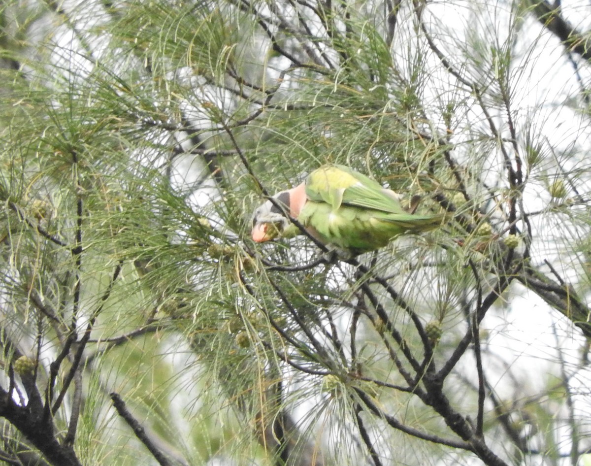 Red-breasted Parakeet - ML432839411