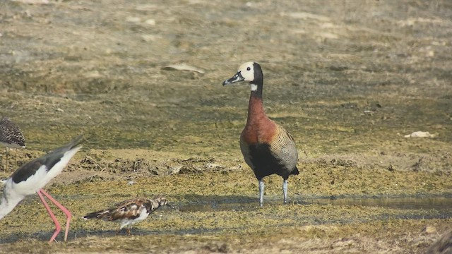 White-faced Whistling-Duck - ML432839491