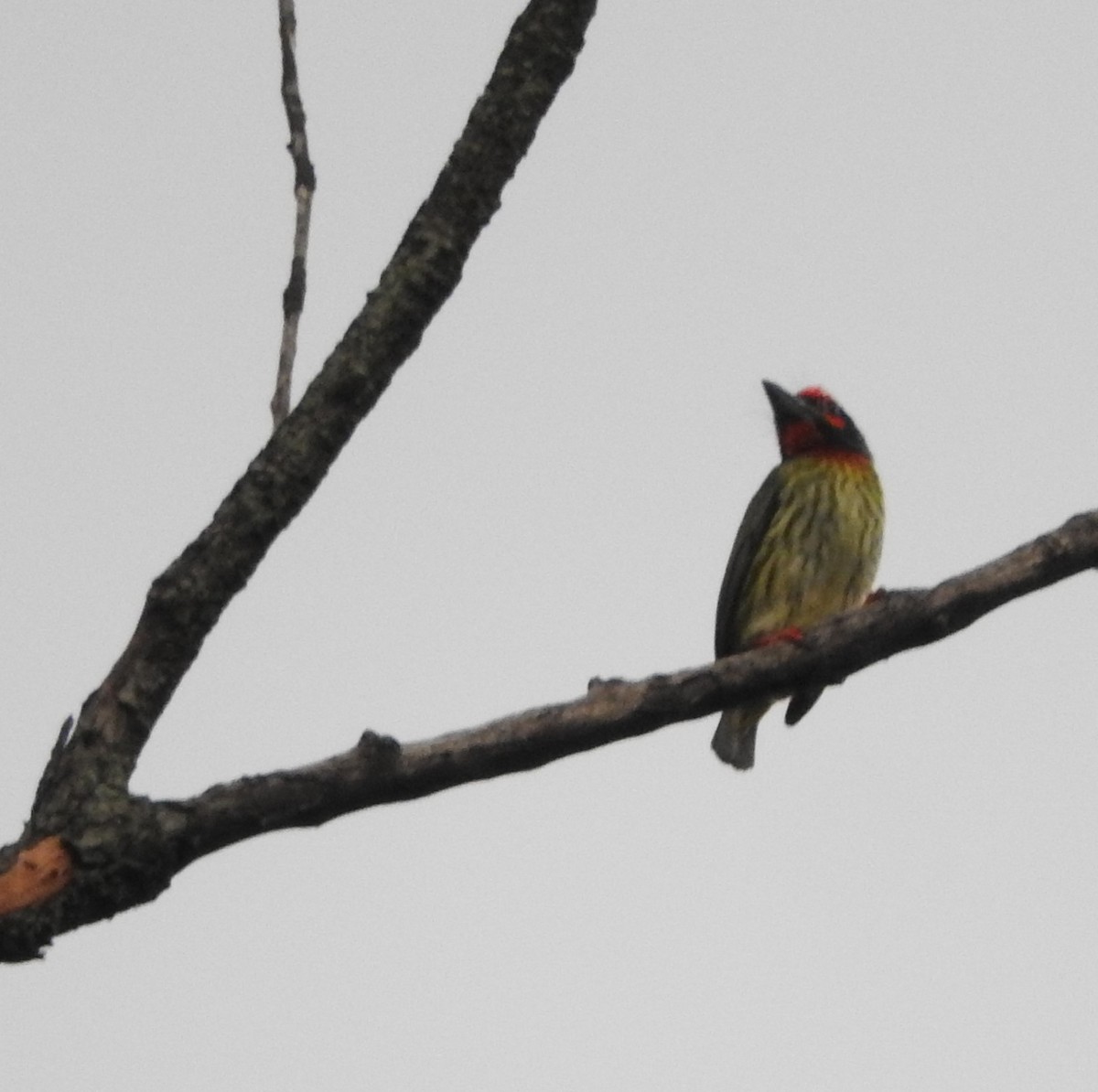 Coppersmith Barbet - ML432839551