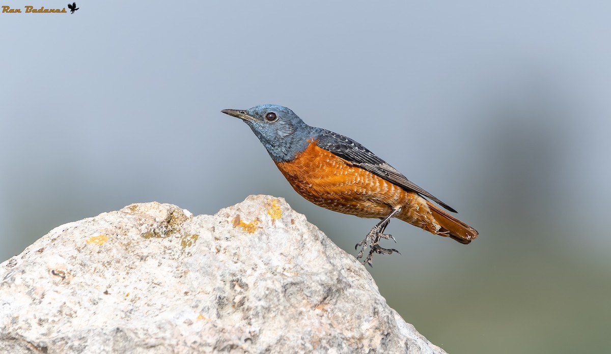 Rufous-tailed Rock-Thrush - Ran Badanes