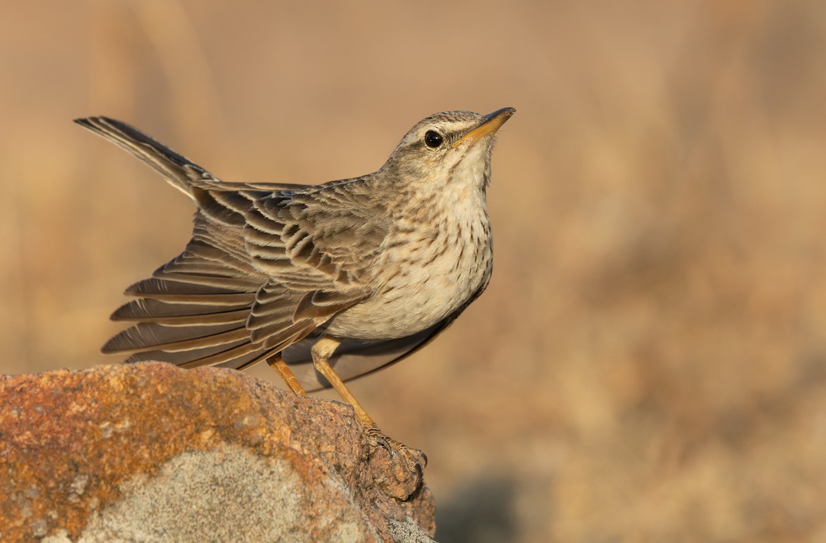 Long-billed Pipit - ML432840081