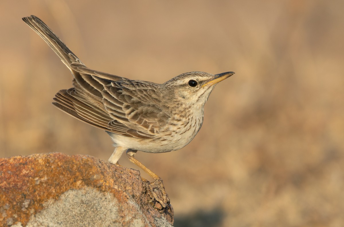 Long-billed Pipit - ML432840091