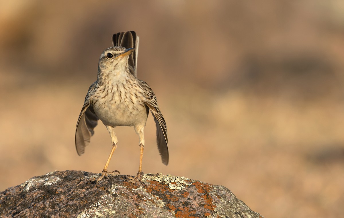 Long-billed Pipit - ML432840101