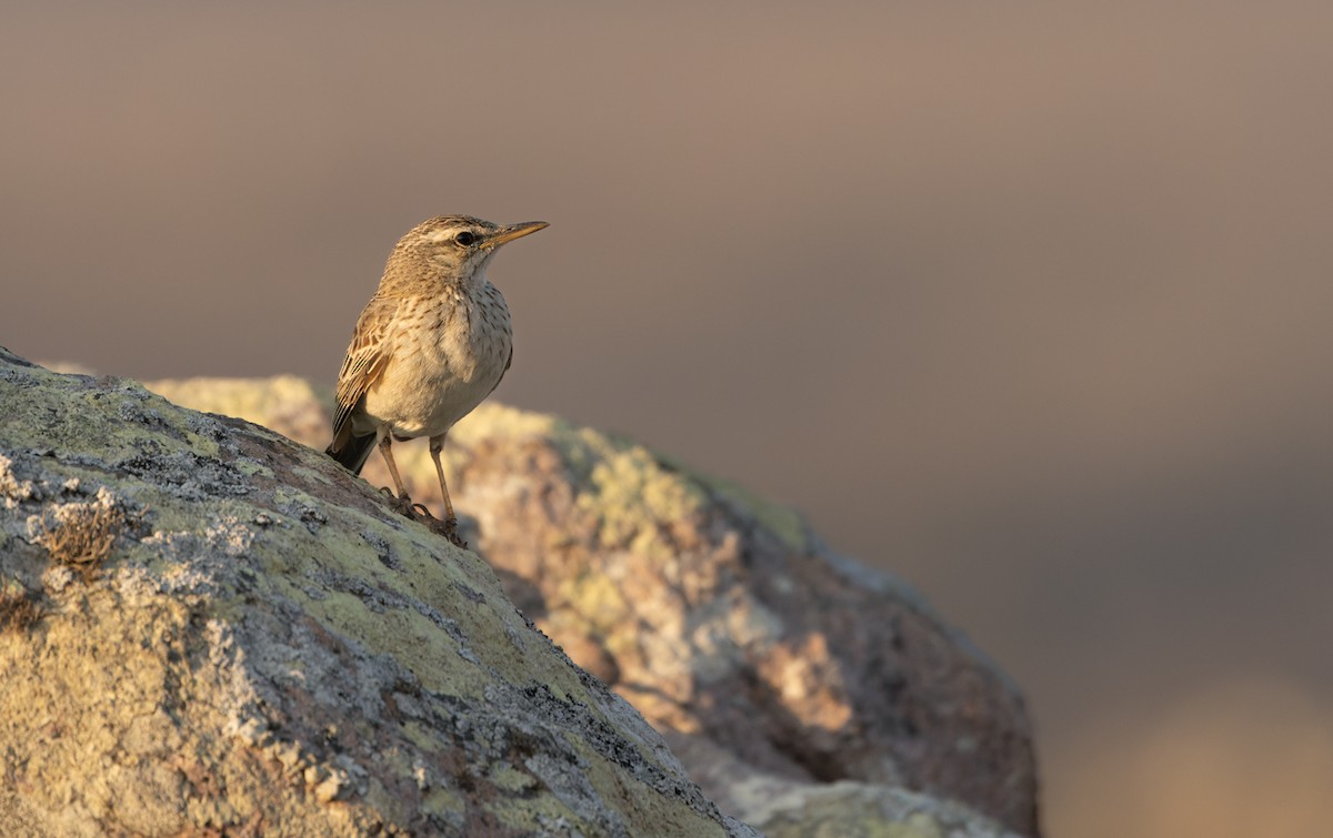 Long-billed Pipit - ML432840131