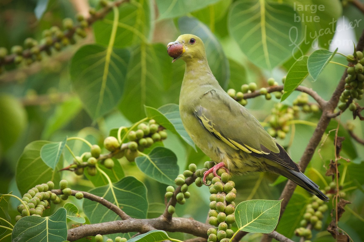 Pink-necked Green-Pigeon - Sam Hambly