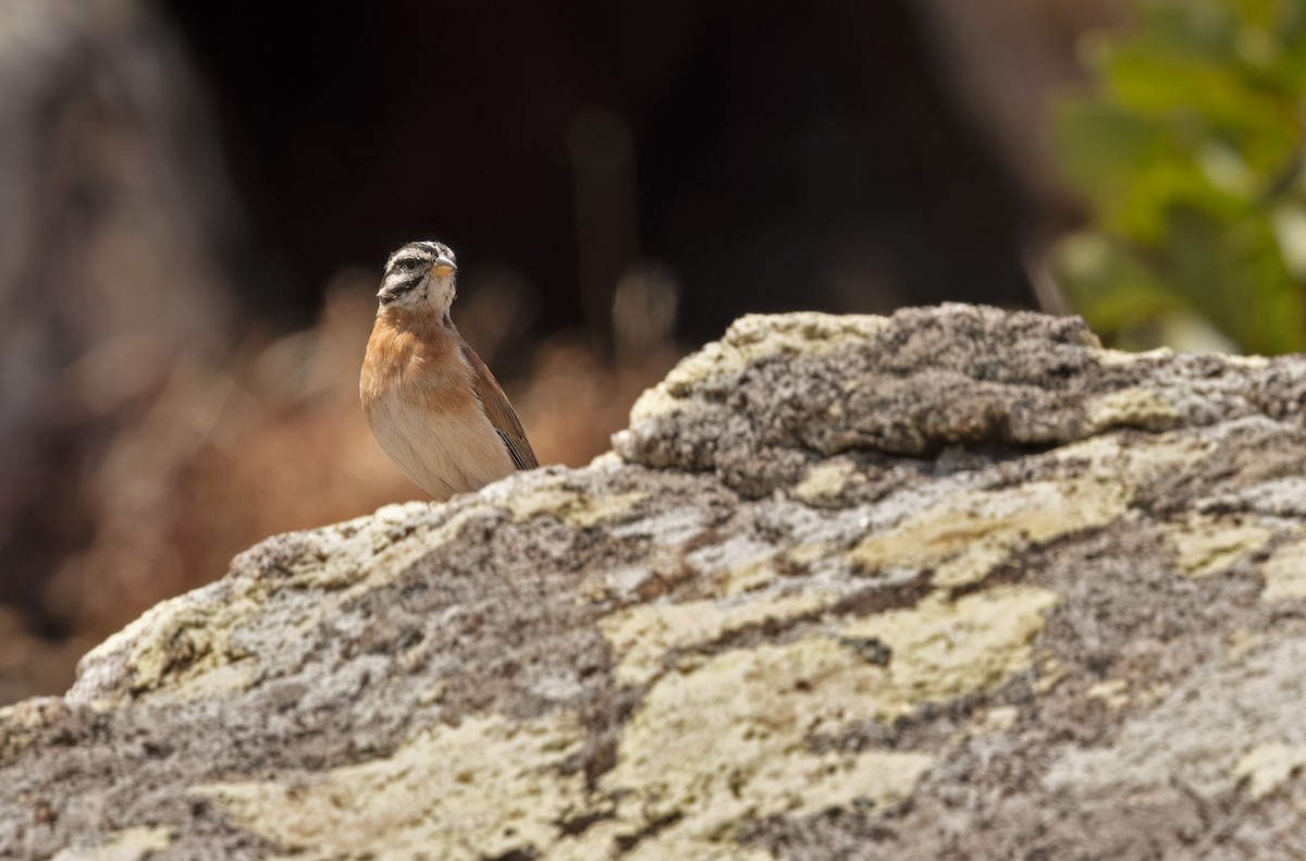 Bruant de Socotra - ML432841401