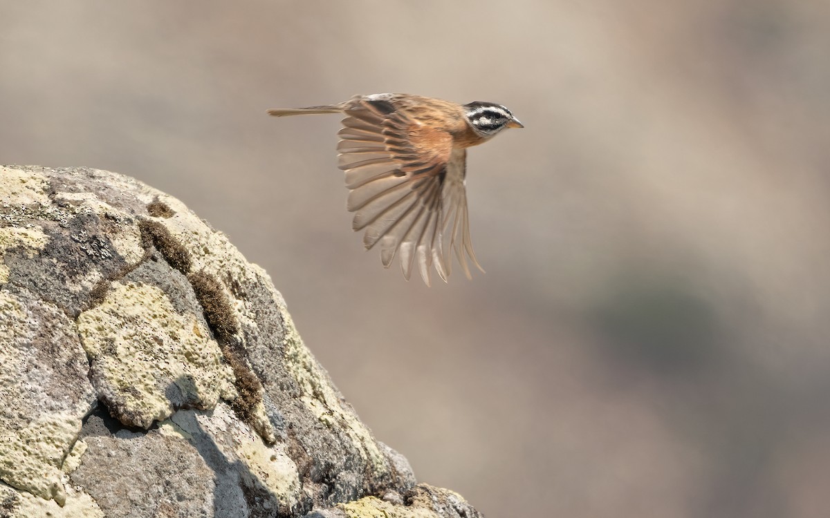 Socotra Bunting - Lars Petersson | My World of Bird Photography