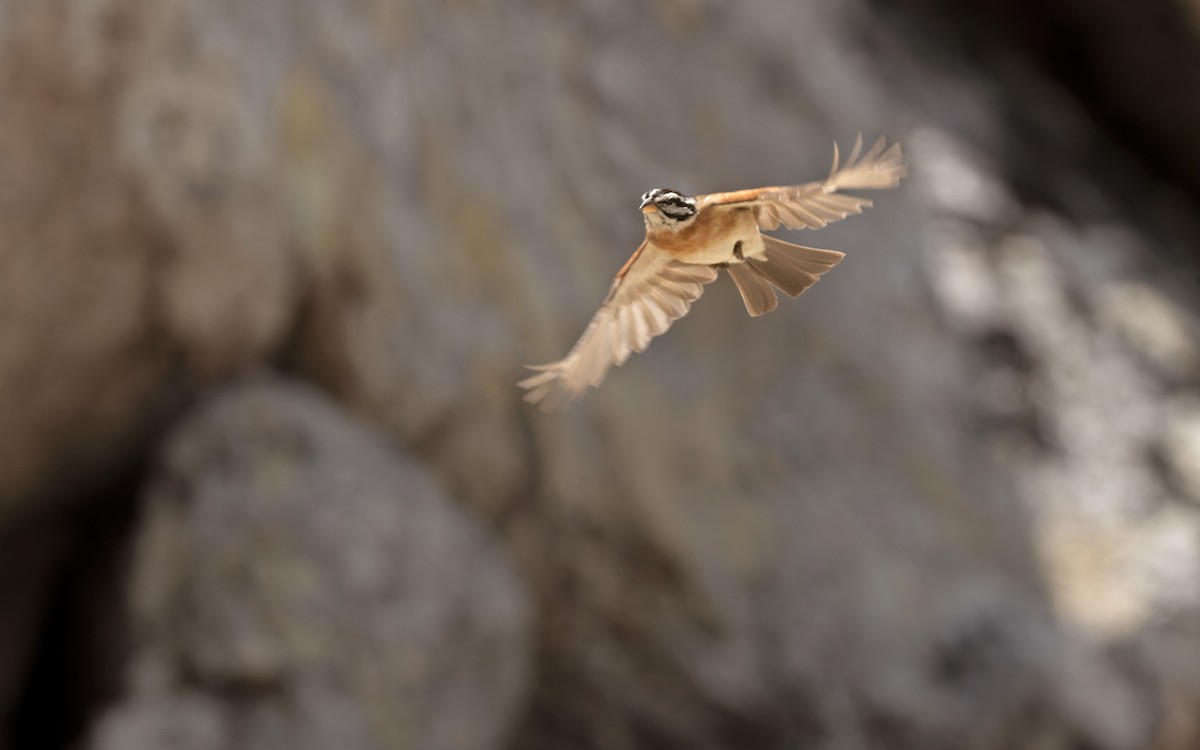 Socotra Bunting - ML432841421