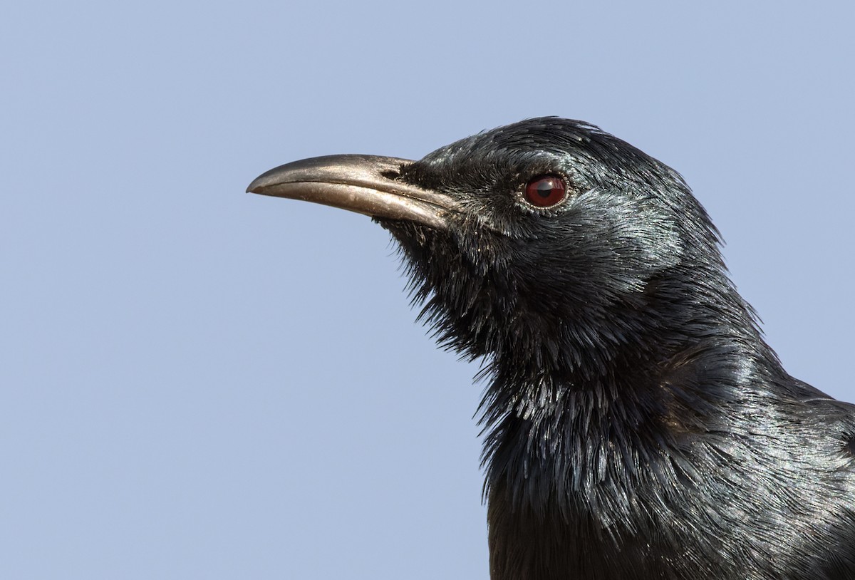 Socotra Starling - ML432841471