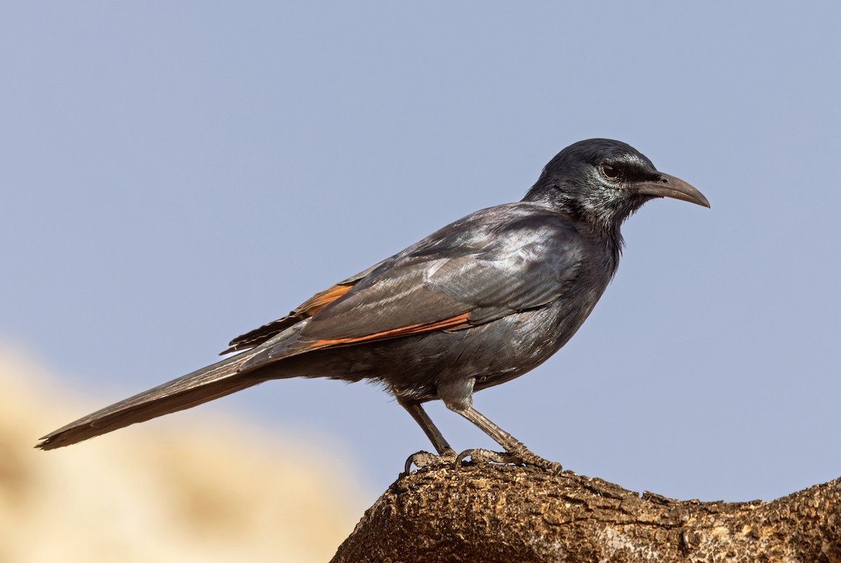 Estornino de Socotra - ML432841481