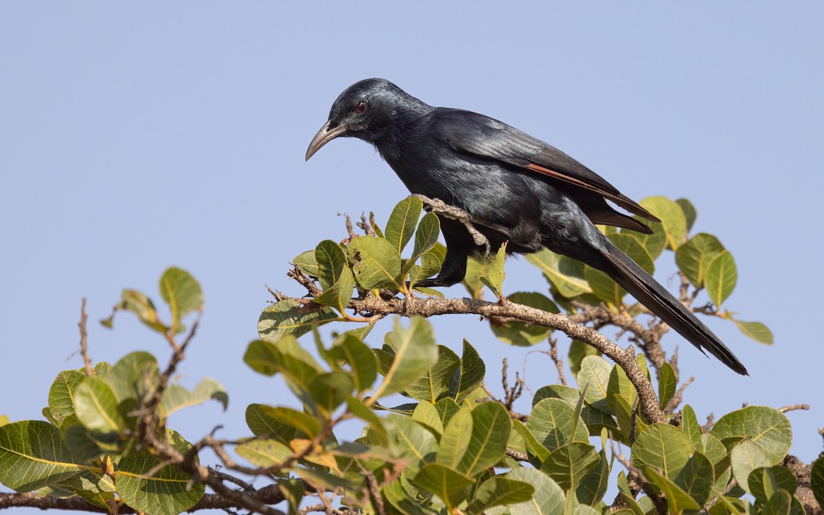 Socotra Starling - ML432841491