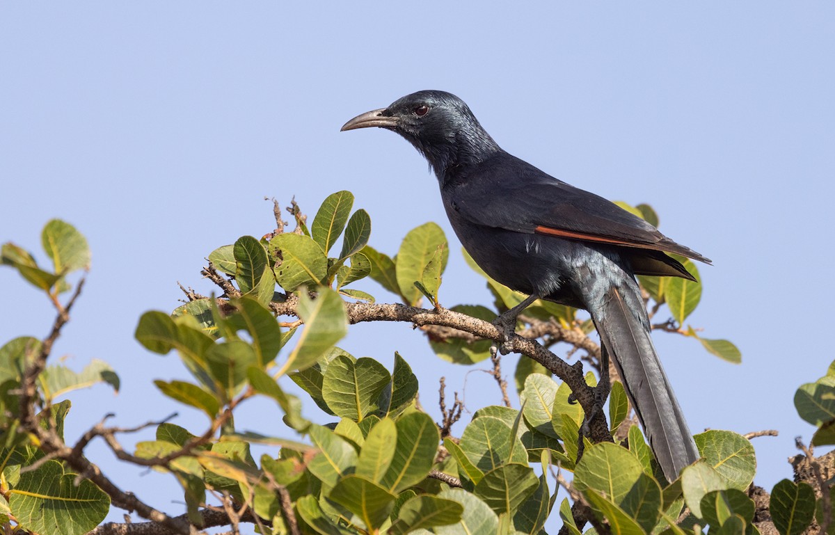 Socotra Starling - ML432841501