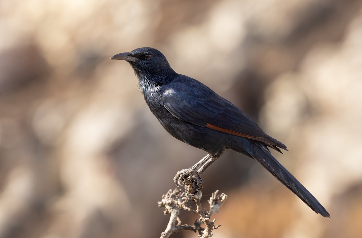 Socotra Starling - ML432841511