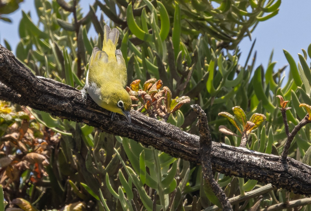 Socotra White-eye - Lars Petersson | My World of Bird Photography