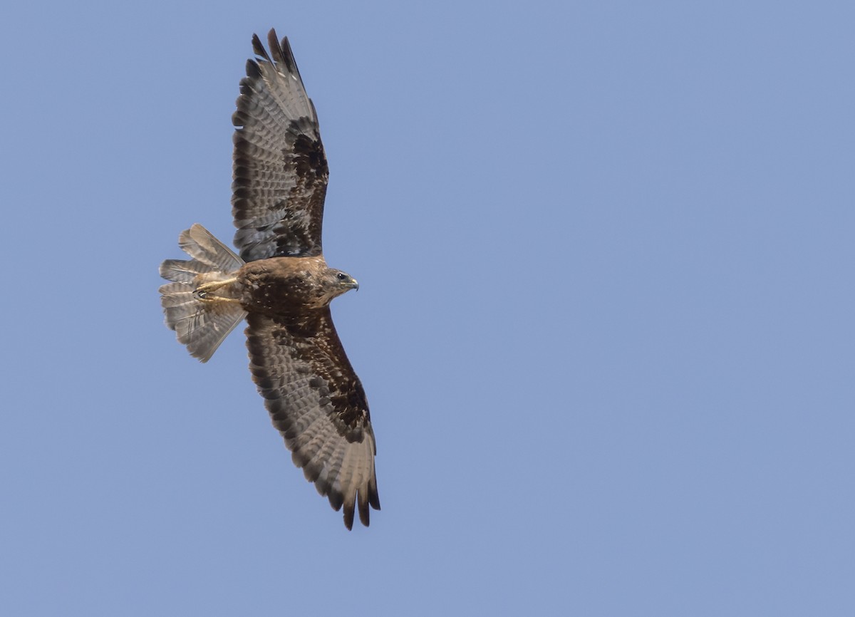 Socotra Buzzard - ML432842651