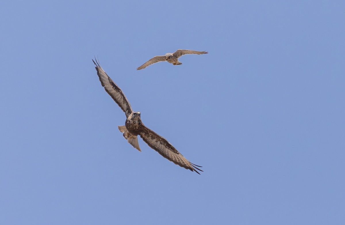 Socotra Buzzard - ML432842671