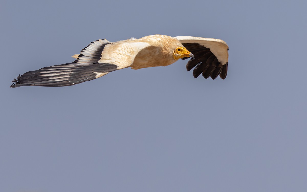 Egyptian Vulture - ML432842851