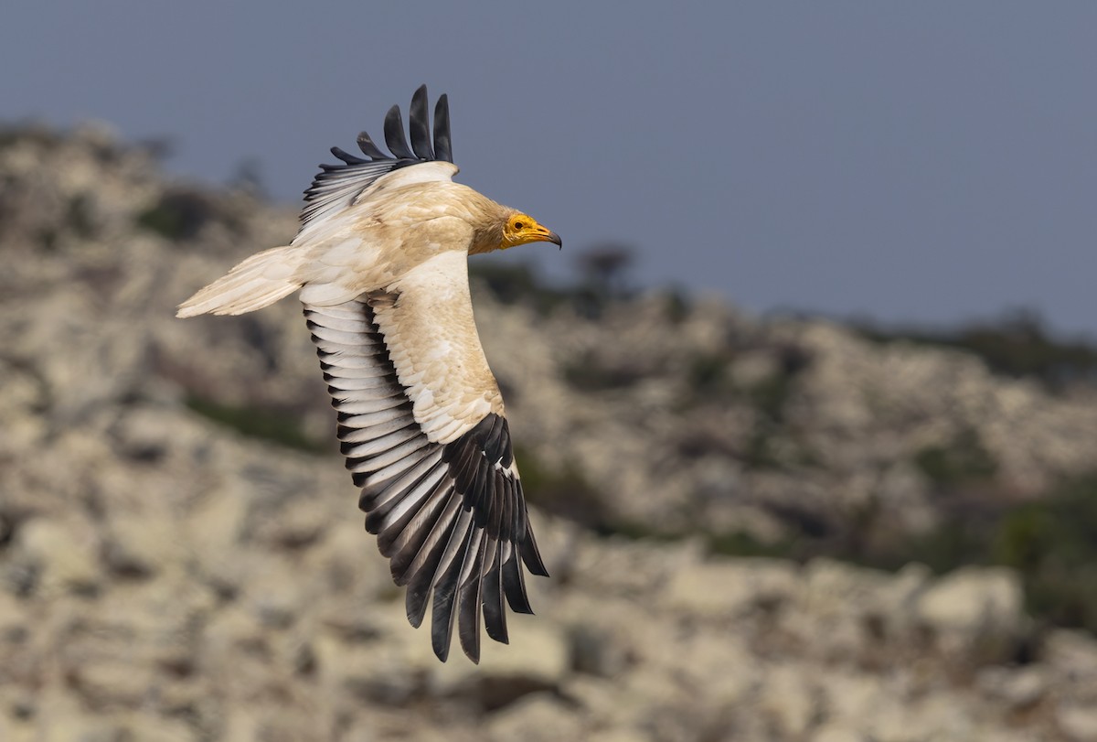 Egyptian Vulture - ML432842861