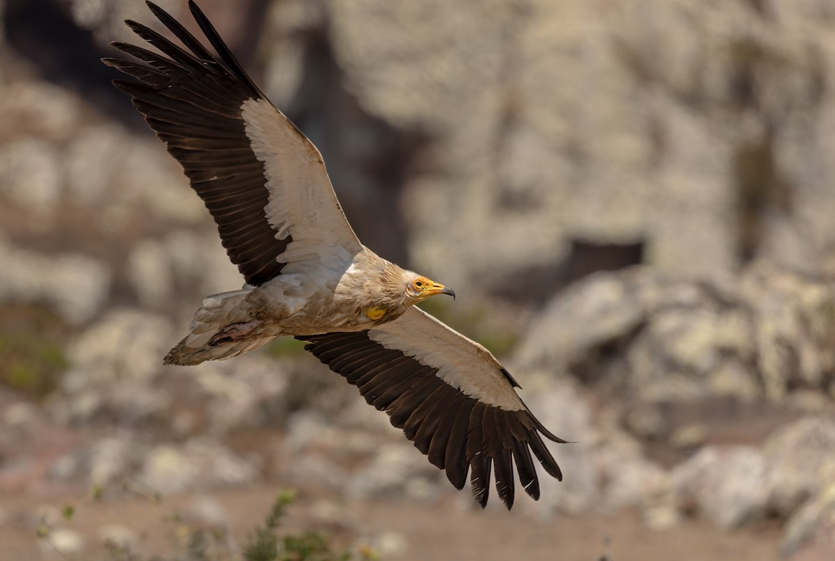 Egyptian Vulture - ML432842871