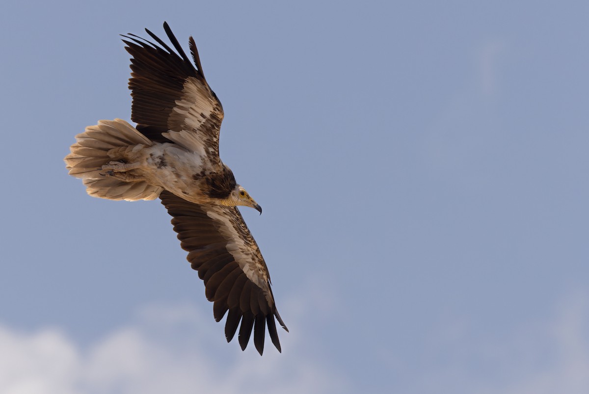 Egyptian Vulture - ML432842901