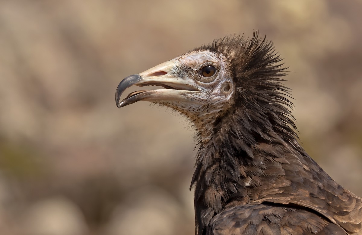 Egyptian Vulture - ML432842911