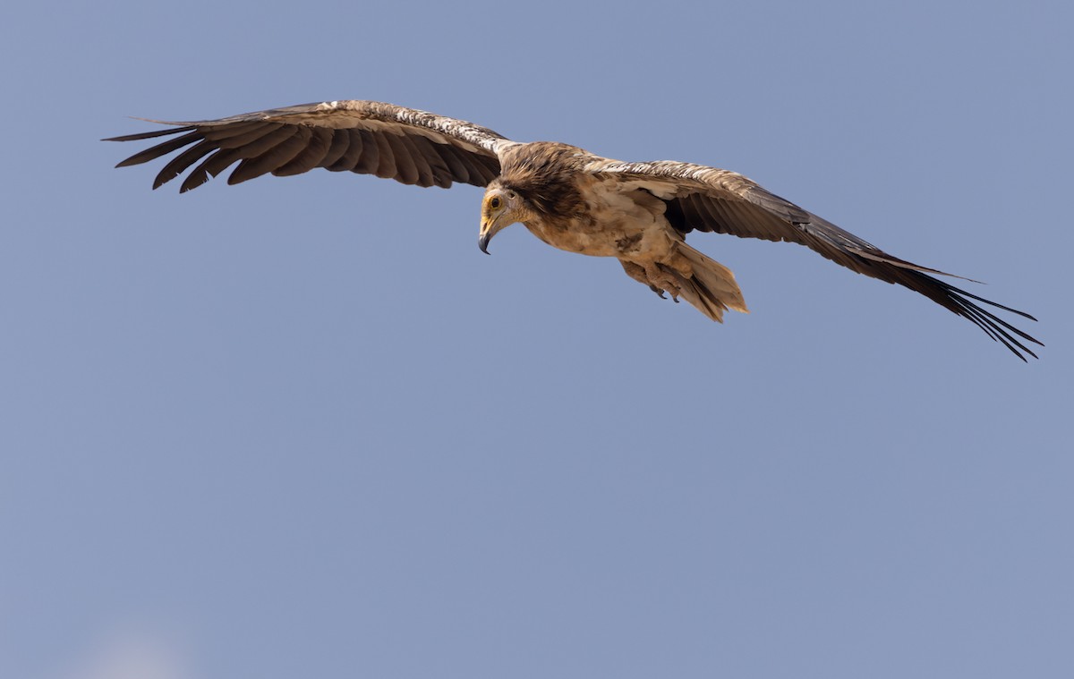 Egyptian Vulture - ML432842921