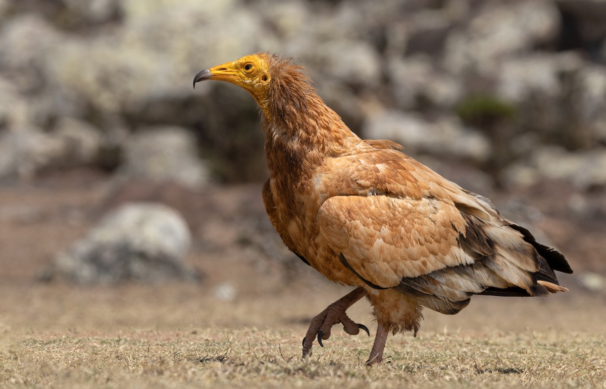 Egyptian Vulture - ML432842931