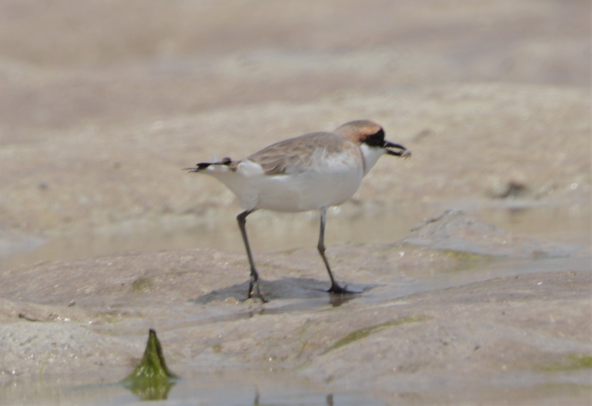 Tibetan Sand-Plover - Bertina K