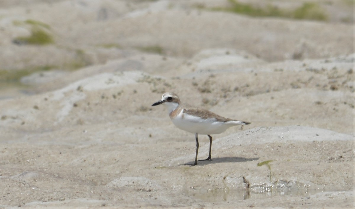 Greater Sand-Plover - Bertina K