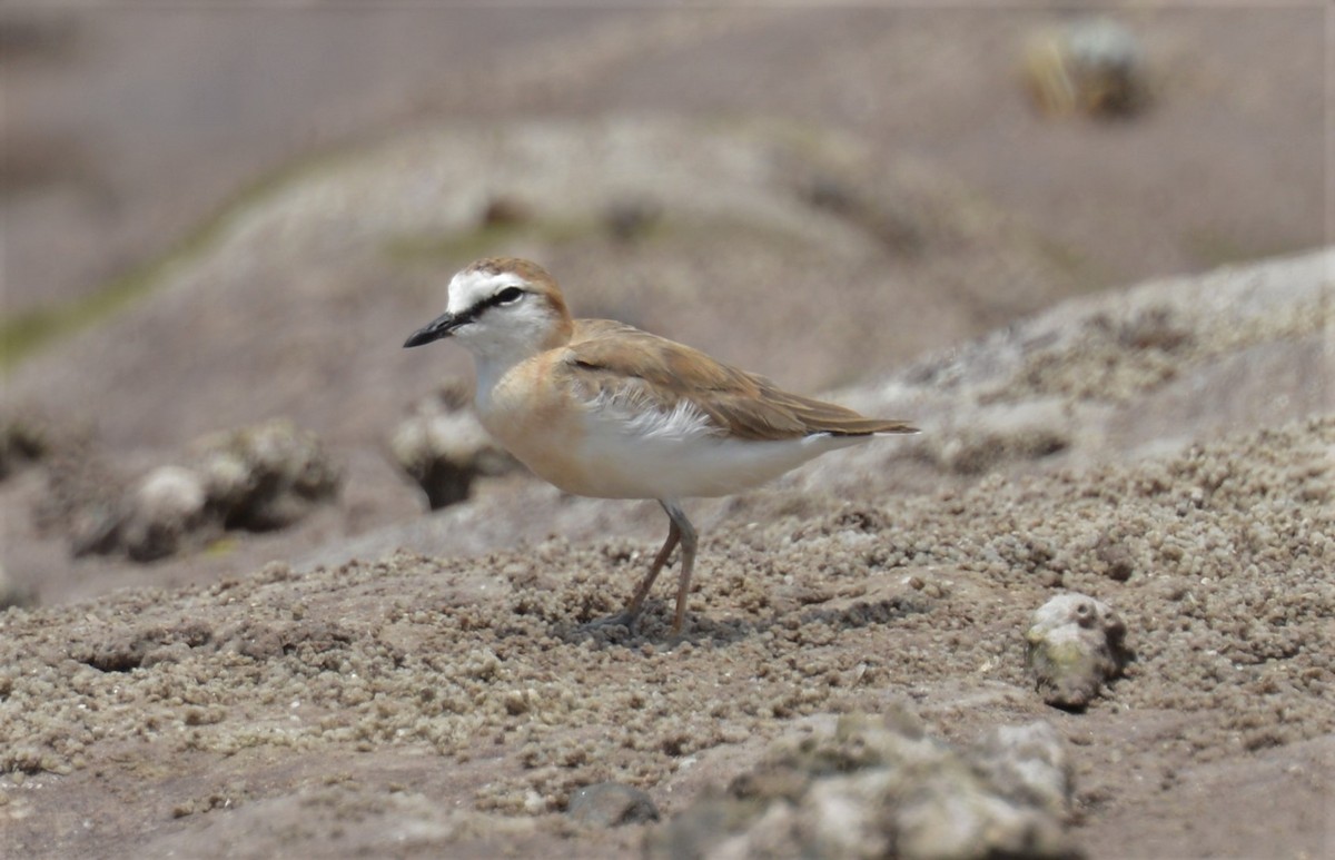 White-fronted Plover - Bertina K