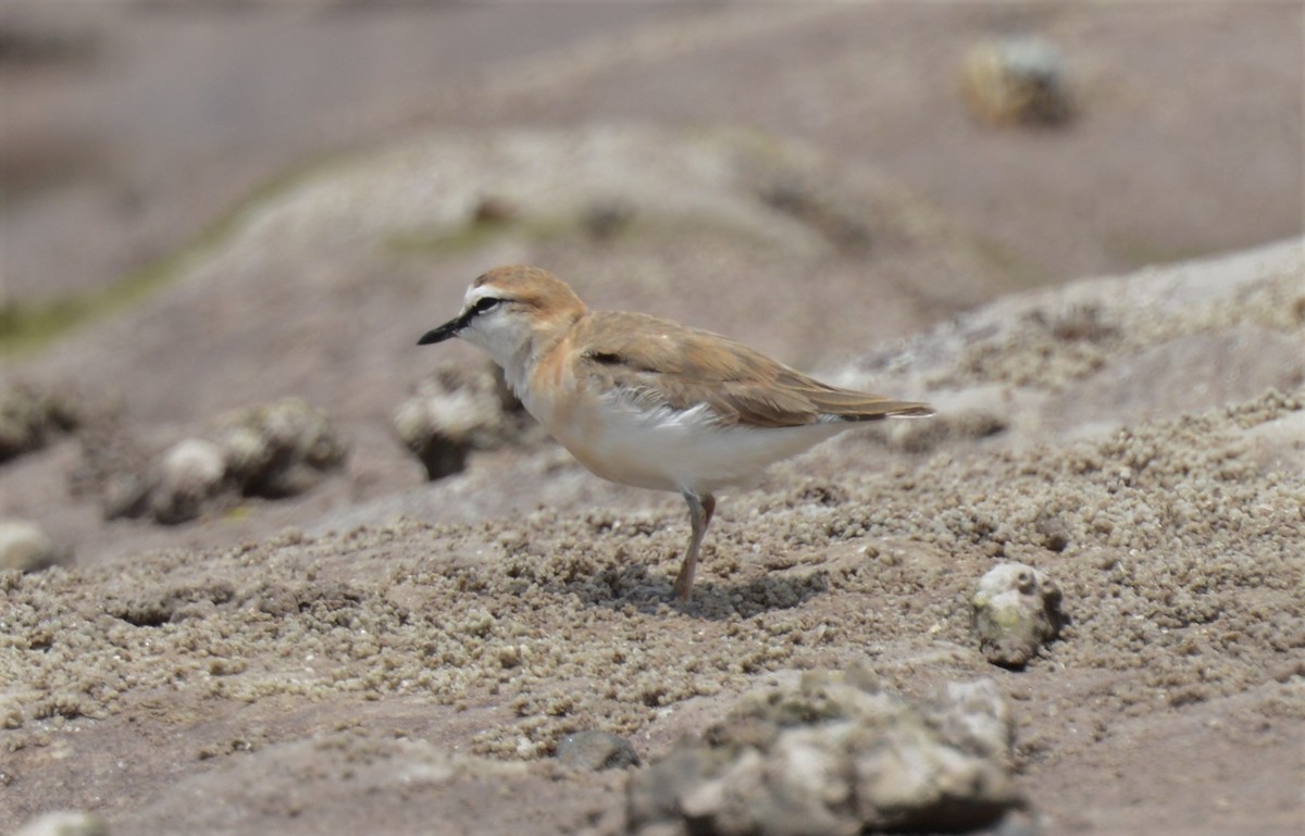 White-fronted Plover - Bertina K